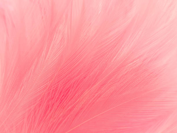 istock Beautiful abstract light pink feathers on white background,  white feather frame texture on pink texture pattern, pink background, love theme wallpaper and valentines day 1302102405