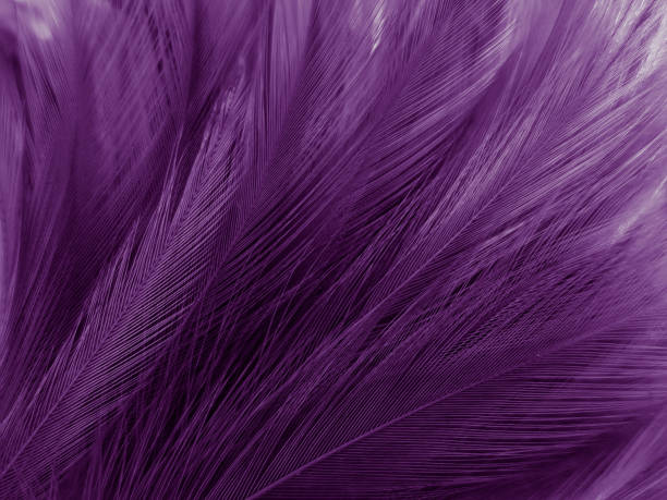 istock Beautiful abstract purple feathers on white background, black feather texture on dark pattern and purple background, colorful feather wallpaper, love theme, valentines day 1302102407