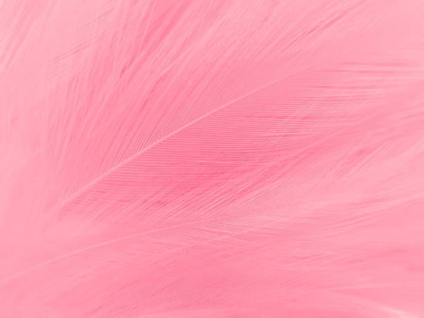istock Beautiful abstract light pink feathers on white background,  white feather frame texture on pink texture pattern, pink background, love theme wallpaper and valentines day 1302102430