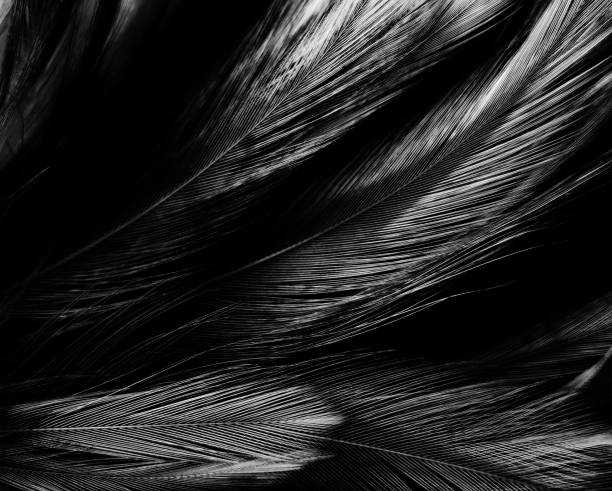 istock Beautiful abstract black feathers on white background and soft white feather texture on white pattern, dark theme wallpaper, gray feather background, black banners, dark texture 1302102454