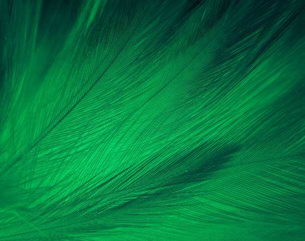 istock Beautiful abstract green feathers on black background, yellow feather texture on dark pattern,  green background, feather wallpaper, love theme, valentines day, dark texture 1302102486