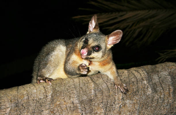 animal australiano - possum de cola de pincel en el árbol - opossum australia marsupial tree fotografías e imágenes de stock