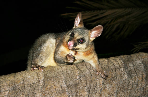istock Australian animal - Brushtail Possum in tree 1302103073