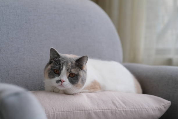 istock British shorthair cat lying on pillow on sofa, looking at camera 1302103727