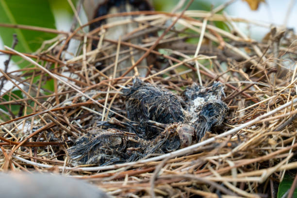 останки птицы погибли в ее гнезде. - accident animal bird animal body стоковые фото и изображения
