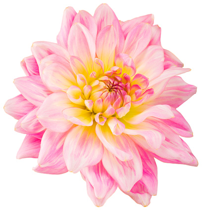 Pale pink dahlia flower, inflorescence on isolated white background