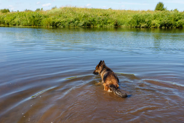 German shepherd dog stands in the water. The dog bathes in the river on a hot summer day.