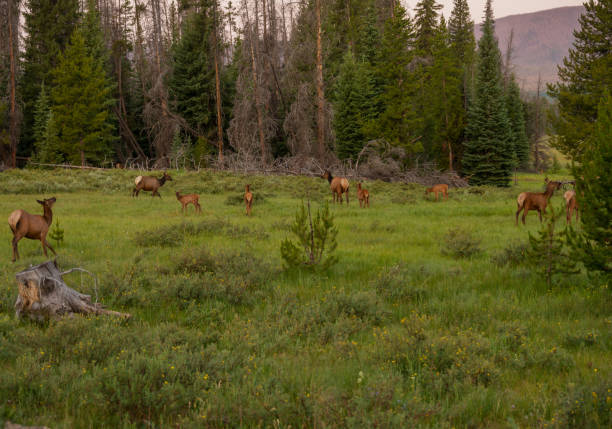 istock Herd of wild elk in green pasture 1302105948