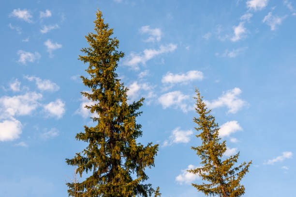 istock Spring forest with pines and spruces with short needles on the background with tender blue sky. Sunny day. Bottom view on the tree crowns 1302106307
