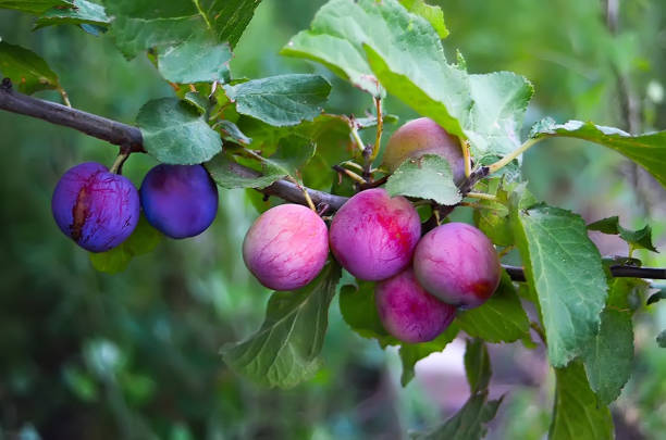 istock The plum branch with ripe fruits 1302107184