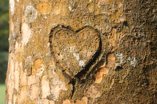 istock Heart Shape Carved On Tree Trunk in Forest 1302107234