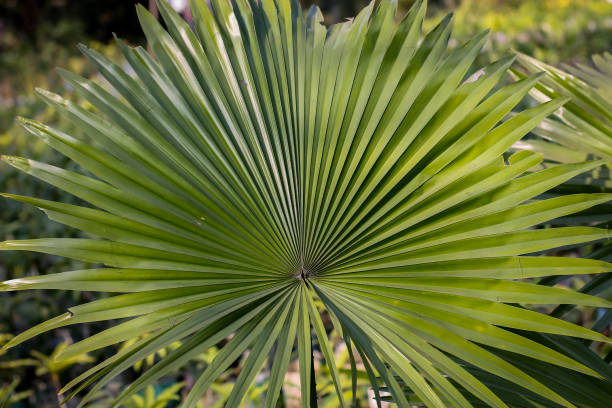 Saw palmetto (serenoa repens) plant palm leaves Saw palmetto (serenoa repens) plant palm leaves saw palmetto stock pictures, royalty-free photos & images