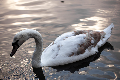 Daytime side view close-up in springtime of a mute swan (Cygnus Olor) lying in a ditch with its head tucked under a wing, trying to sleep but at the same time being alert - water is blue from reflection of the clear blue sky