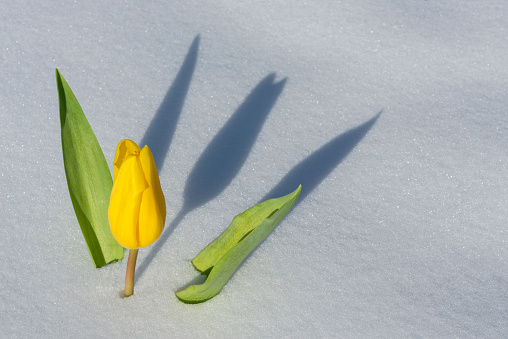 Yellow tulip popping through the snow and casting a shadow..