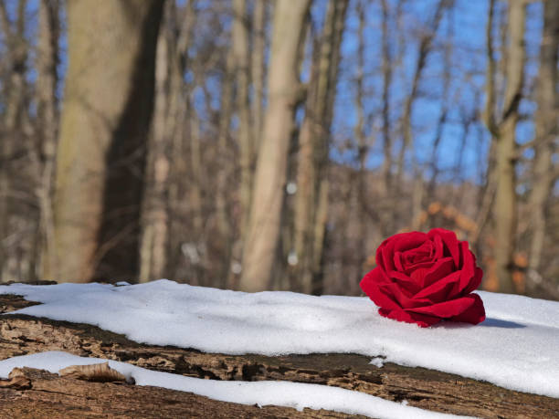 rose rouge sur le tronc en bois et le fond de neige avec des arbres - heart shape snow ice leaf photos et images de collection