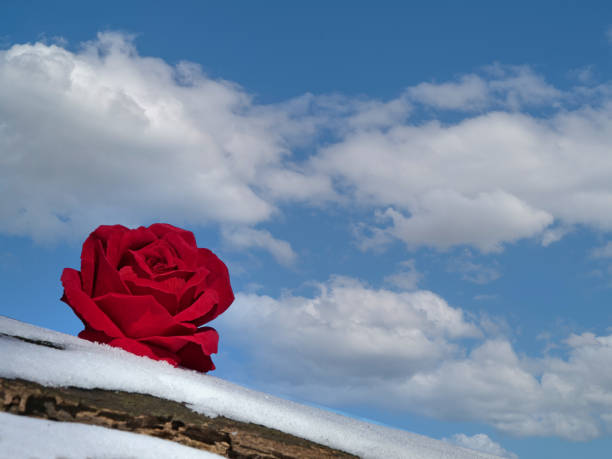 rosa roja sobre tronco de madera, con nieve y fondo azul del cielo - heart shape snow ice leaf fotografías e imágenes de stock