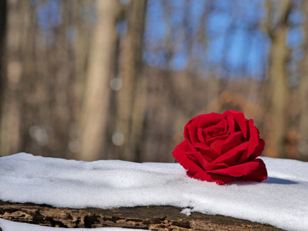 rosa roja sobre tronco de madera y fondo de nieve con árboles - heart shape snow ice leaf fotografías e imágenes de stock