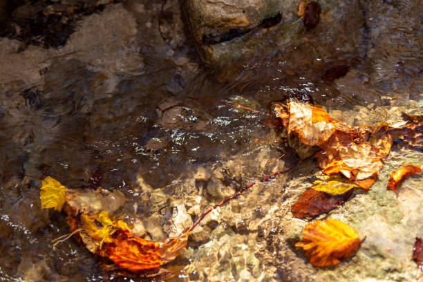 Yellow-brown autumn leaves float in a mountain stream