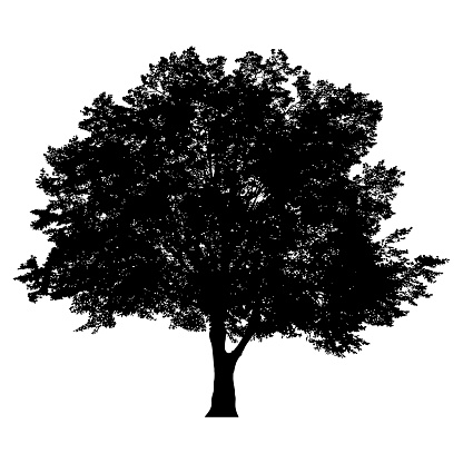 Silhouette of tree on white background.
