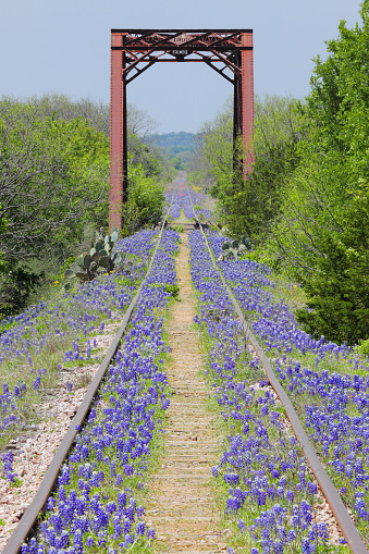 Bluebonnets along railroad tracks in Texas Hill Country.