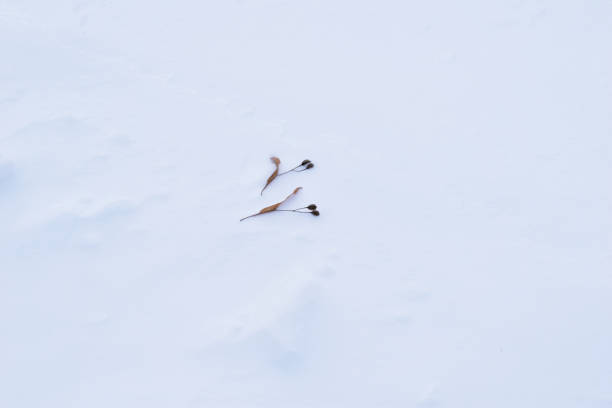 istock Birch seeds lie on white snow. 1302112001