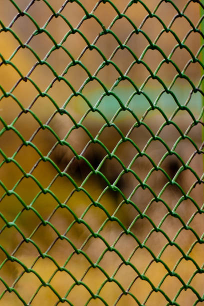 istock fence of metal rods, green mesh netting rabitz 1302113215