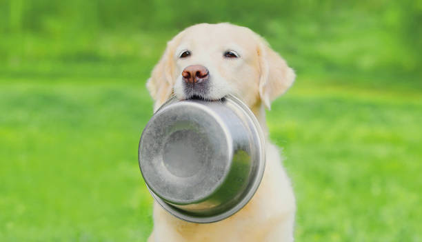 retrato de golden retriever perro sosteniendo en sus dientes un tazón al aire libre - animal jaw bone fotografías e imágenes de stock