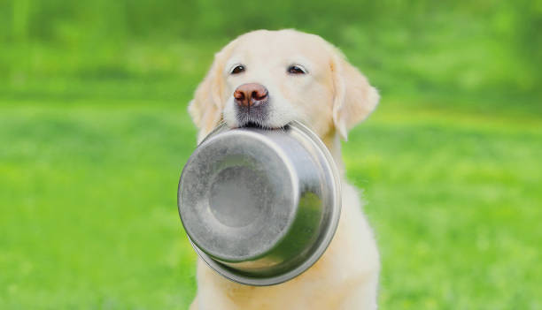 Portrait of Golden Retriever dog holding in her teeth a bowl outdoors stock photo