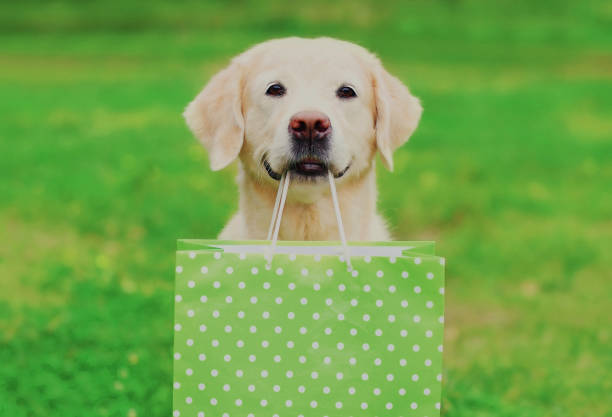 Portrait of Golden Retriever dog holding a green shopping bag in the teeth outdoors stock photo