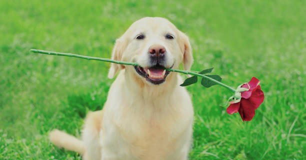 porträt von golden retriever hund mit blumenrose im freien - dogrose stock-fotos und bilder