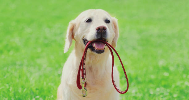 Portrait of Golden Retriever dog holding a leash in the mouth in a park stock photo