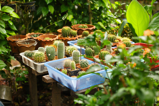 Natural tropical background. Flower greenhouse. Many different cacti in pots among plants on a farm in Asia