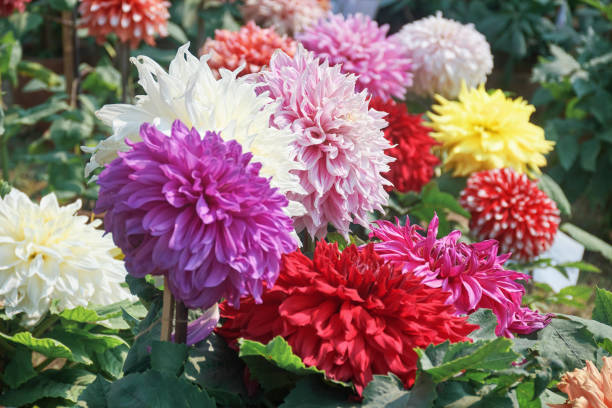 istock Beautiful dahlia flowers 1302114440