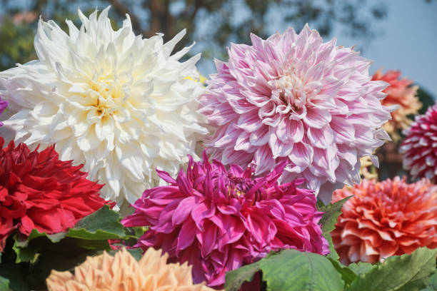 istock Beautiful dahlia flowers 1302114455