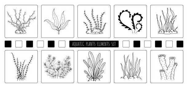 Vector illustration of Abstract hand drawing of aquatic plants elements design of element set. Free style of drawing for icon and use background. illustration