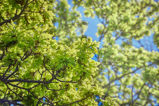 The canopy of an oak tree on a sunny spring day