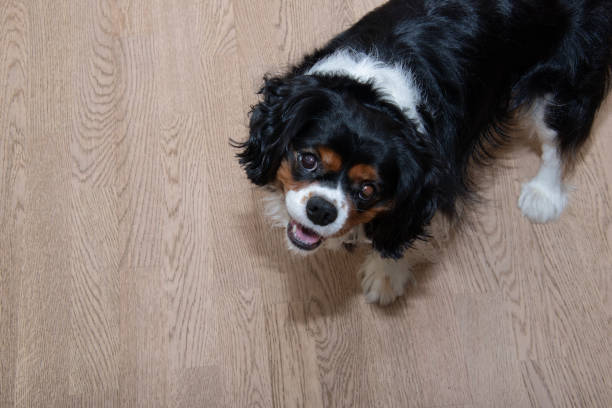 istock Cavalier King Charles Spaniel close-up with curious look. 1302117129