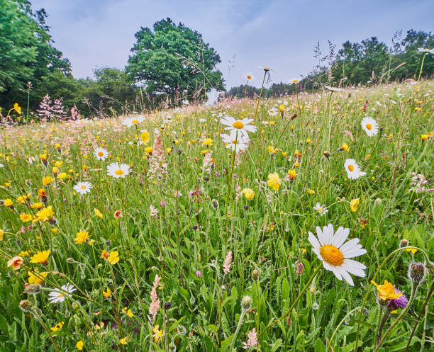 neutrale, nicht verbesserte wildblumenwiese im sussex high weald - national grassland stock-fotos und bilder