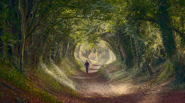 istock Tree tunnel along an ancient country lane 1302117509