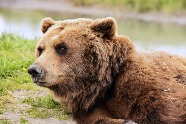 istock Grizzly Kodiak Alaskan Brown Bear Ursus arctos middendorffi 1302117592