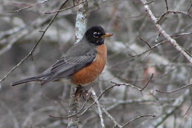 istock American Robin on a cold winter day 1302118115