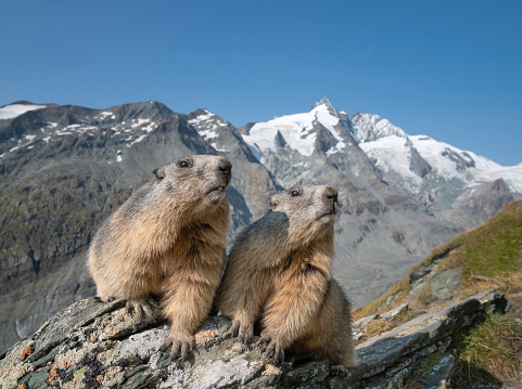 Curious Groundhogs, Murmeltier (Marmota Monax) in front of the famous Grossglockner Glacier, the highest Mountain in the Austrian Alps