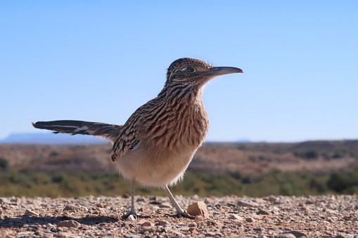 Roadrunner Geococcyx Bird Standing Close Watching photo