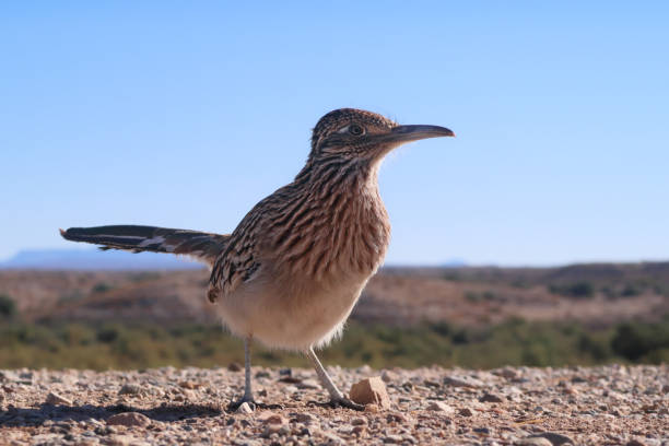 istock Roadrunner Geococcyx Bird Standing Close Watching 1302118255