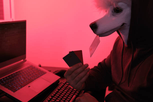 poodle masked hacker holding credit cards in front of a computer for organizing massive data breach attack around the world. cyber criminal concept. - standard poodle imagens e fotografias de stock