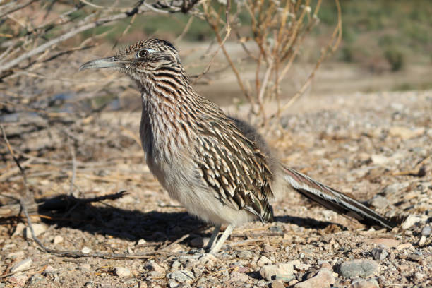 istock Roadrunner Geococcyx Bird Standing Close Watching 1302118297