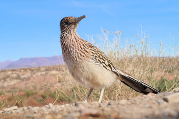 istock Roadrunner Geococcyx Bird Standing Close Watching 1302118332