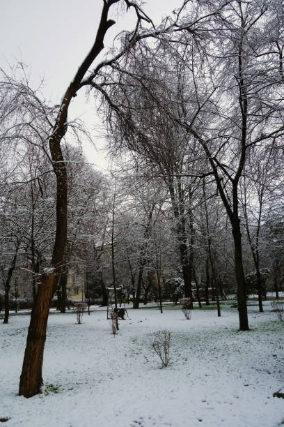 istock January the first snow in 2021 1302118356