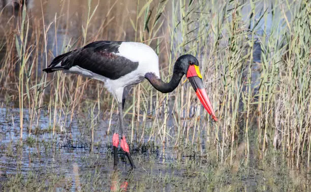 Male yabiru stork catches a frog with its beak in a swampy area. The large bright African yabiru hunts on the coast among the tall aquatic vegetation.