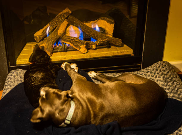 istock cat and dog sleeping together 1302120953